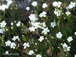 Attēlu rezultāti vaicājumam “Stellaria holostea flower”