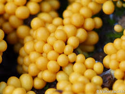 Attēlu rezultāti vaicājumam “Leocarpus fragilis macro”