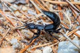 Billedresultat for rovbille