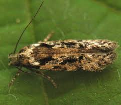 Attēlu rezultāti vaicājumam “Carpatolechia alburnella”