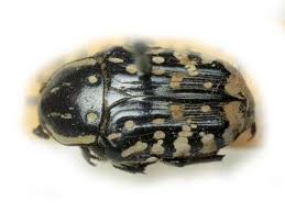 Attēlu rezultāti vaicājumam “Oxythyrea funesta”