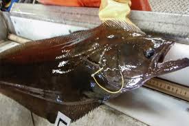 Image result for Reinhardtius hippoglossoides