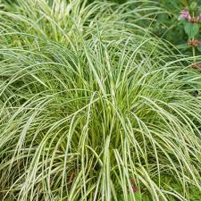 Attēlu rezultāti vaicājumam “Carex x bakkeriana”