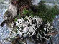 Attēlu rezultāti vaicājumam “Diderma globosum spores”