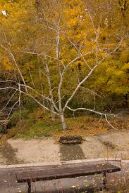 Attēlu rezultāti vaicājumam “Betula papyrifera”