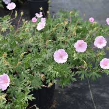 Attēlu rezultāti vaicājumam “Geranium sanguineum”