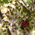 Attēlu rezultāti vaicājumam “Angelica sylvestris fruit”