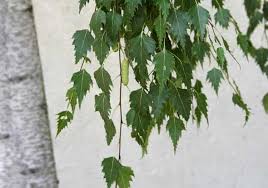 Attēlu rezultāti vaicājumam “Betula pendula var. carelica”