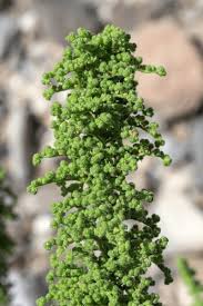 Attēlu rezultāti vaicājumam “Chenopodiaceae”