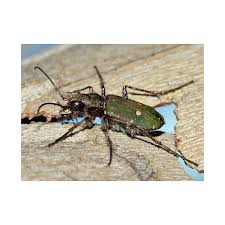 Attēlu rezultāti vaicājumam “Cicindela campestris imago”