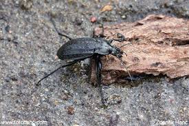 Attēlu rezultāti vaicājumam “Carabus clathratus”