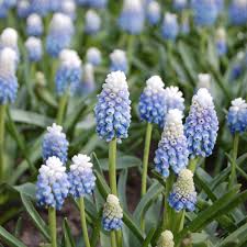 Attēlu rezultāti vaicājumam “Muscari armeniacum flower”