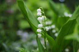 Attēlu rezultāti vaicājumam “Convallaria majalis”