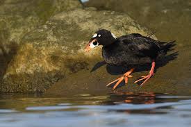 Image result for Melanitta perspicillata