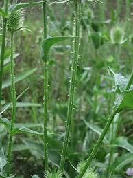 Image result for Dipsacus silvestris