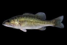 Image result for Micropterus