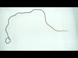 Attēlu rezultāti vaicājumam “Nematomorpha”