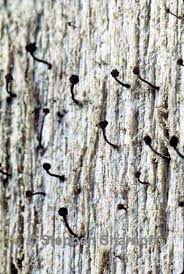 Attēlu rezultāti vaicājumam “Chaenotheca brunneola”