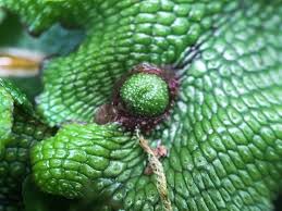 Attēlu rezultāti vaicājumam “Conocephalum salebrosum”