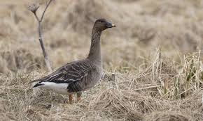 Attēlu rezultāti vaicājumam “Anser serrirostris adult”