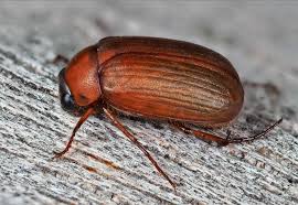 Attēlu rezultāti vaicājumam “Serica brunnea”