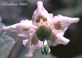 Attēlu rezultāti vaicājumam “Moneses uniflora fruit”