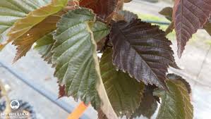 Attēlu rezultāti vaicājumam “Ulmus x hollandica leaf”