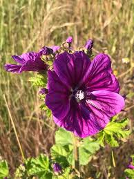 Image result for Malva sylvestris var. mauritiana
