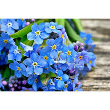 Image result for Myosotis sylvatica
