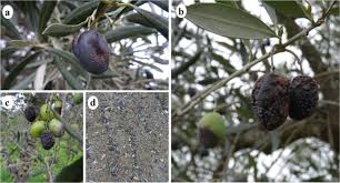 Attēlu rezultāti vaicājumam “Enteridium olivaceum macro”