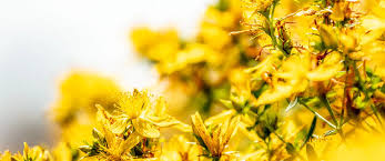 Image result for Hypericum perforatum