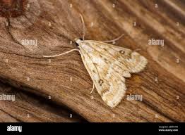 Attēlu rezultāti vaicājumam “Parapoynx stratiotata female”