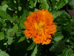 Attēlu rezultāti vaicājumam “Calendula officinalis leaf”