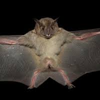 Attēlu rezultāti vaicājumam “Chiroptera”