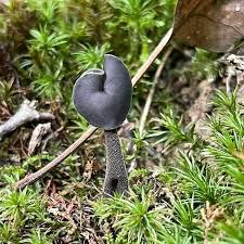 Attēlu rezultāti vaicājumam “Helvella atra”