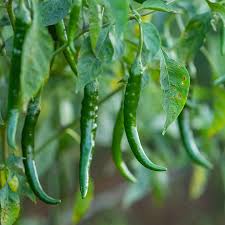 Afbeeldingsresultaat voor turkish cayenne hot pepper