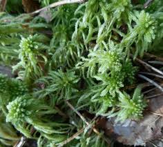 Attēlu rezultāti vaicājumam “Sphagnum girgensohnii”