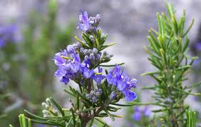 Image result for Rosmarin