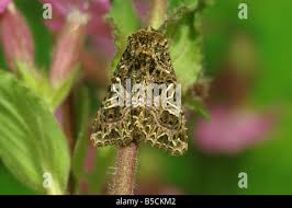 Attēlu rezultāti vaicājumam “Hadena rivularis”