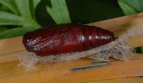 Attēlu rezultāti vaicājumam “Protodeltote pygarga”