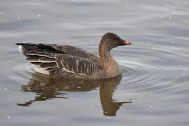 Attēlu rezultāti vaicājumam “Anser serrirostris”