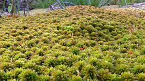 Attēlu rezultāti vaicājumam “Sphagnum austinii sporophyte”