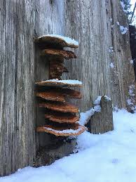 Attēlu rezultāti vaicājumam “Inonotus leporinus”