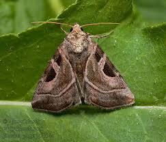 Attēlu rezultāti vaicājumam “Eucarta virgo”