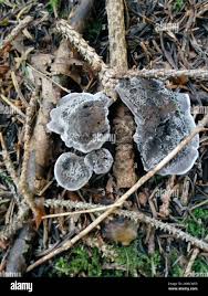 Attēlu rezultāti vaicājumam “Phellodon niger”