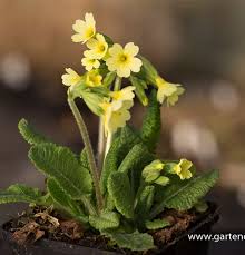 Image result for Schlüsselblumen