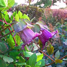 Image result for Glockenrebe