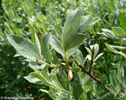 Attēlu rezultāti vaicājumam “Salix lapponum leaf”