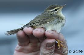 Image result for Phylloscopus schwarzi