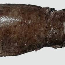 Image result for Anarhichas denticulatus